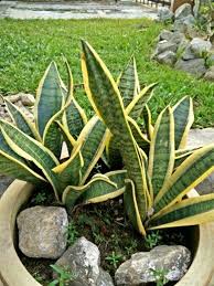 Menyimpan pokok lidah jin atau juga dikenali sebagai pokok lidah mertua di dalam rumah boleh membiakkan mikroorganisma seterusnya menjejaskan kesihatan golongan tertentu. Lidah Jin Nature Plants Jin