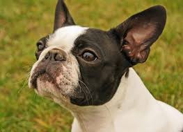 Image result for boston terrier