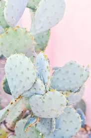 Aesthetic wallpaper for android and iphone#aestheticwallpaper#aestheticphotography#aestheticbackground#spaceaesthetic#. Cute Cactus Wallpaper With Pastel Pink Background Cute Aesthetic Plant Backgrounds 650x979 Wallpaper Teahub Io