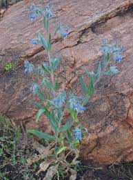 Image result for Trichodesma