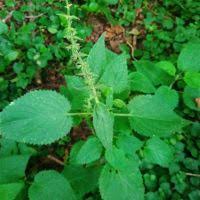 Image result for Stachys pseudonigricans