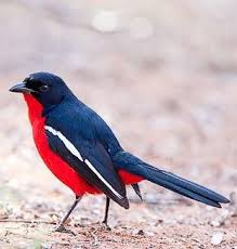 Black Bird With White Stripes On Wings And Tail South Africa Pin On Fine Feathered Friends