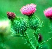 Image result for Cirsium  buchwaldii