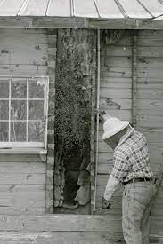 They build their homes under your porch, eaves and cracks in your walls. Honey Bee Swarms And Bees In Walls Uga Cooperative Extension