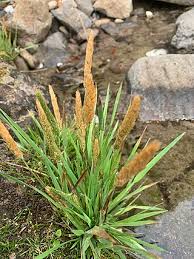 Image result for Agrostis quinqueseta
