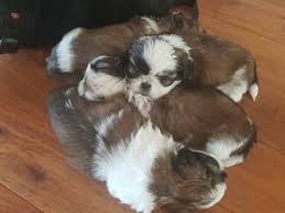 Shih tzu puppies update only one boy left advertising due fraudsters. Pedigree Kc Registered Shih Tzu Puppies In Newcastle Co Down Born 01 07 18