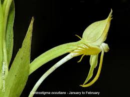 Image result for Centrostigma occultans