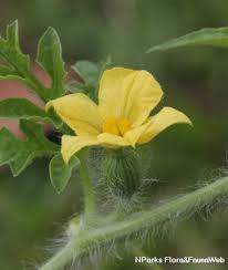 Image result for Citrullus lanatus