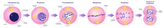 This includes ovarian cancer, esophageal cancer, breast cancer, lung cancer, kaposi sarcoma, cervical cancer, and pancreatic cancer. Mitosis Wikipedia