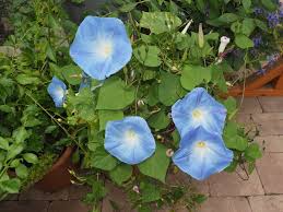 Image result for Ipomoea tricolor