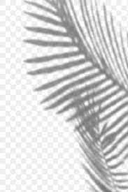 Shadow Of Palm Leaves Design Element Free Image By Rawpixel Com Teddy Rawpixel Palm Leaf Design Shadow Design Element