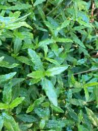 Image result for Enydra