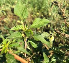 Image result for Amaranthus thunbergii