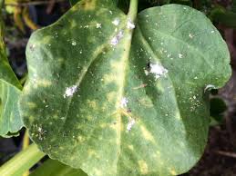 Image result for Mealybug cucumber