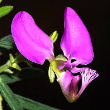 Image result for Polygala gazensis