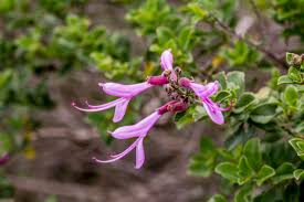 Image result for Syncolostemon