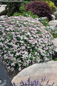 Image result for Spiraea japonica ´Little Princess