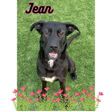 Lake County CA Lost/Found Pets And Adoptable Pets