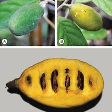 Image result for Monanthotaxis orophila