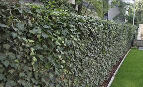 Efeu Als Hecke Pflanzen So Gelingt S Hecke Pflanzen Gartengestaltung Efeuhecke