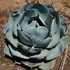 Originating in mexico, this gorgeous cactus has very short reddish purple spines, and dark lobes. 1