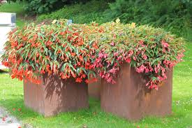 Image result for Begonia brevibracteata