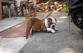 30 Animals Posing To The Camera Like Models Funny Animals Funny Animal Pictures Animals