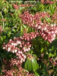 Image result for Pieris japonský bonfire obrázek