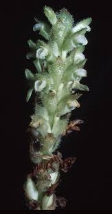 Image result for Dissotis glandulosa