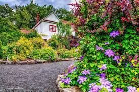 Image result for Clematis