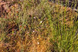 Image result for Antherotoma naudinii