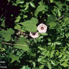 Image result for Ipomoea coptica