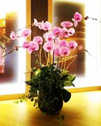 慶祝朋友新店開張congratulations to a friend s restaurant new opening 新店開張開張花籃opening openingflower 花藝茶禪花藝師蘭花蘭花盆栽多肉植物迷你盆栽網上花店網上訂花香港花店