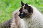 Himalayan Cat - Breed Information And Personality - Petmoo