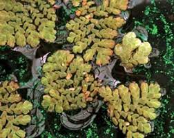 Image result for Azolla pinnata