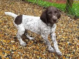 Males range from 23 to 25 inches tall and weigh 55 to 70 pounds. Bird Dogs What To Look For In Your First Puppy Field Stream