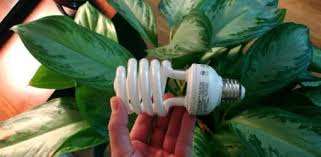 Then choose plants with light requirements that match your indoor environment. How To Grow Houseplants In Artificial Light Today S Homeowner