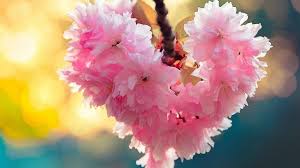 Flowers Spring Nature Love Heart Bloom Android Hd Wallpapers Free Download Heart In Nature Nature Images Spring Nature