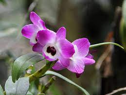 Dendrobium Nobile Wikiwand