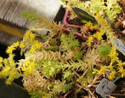 Summerwinds nursery how to prune. Crassulaceae Combretaceae And Myrtaceae Fortnight Crassulaceae Sedum Rupestre From California Gsdec35