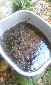 Frogs don't lay eggs with hard shells. These Tadpoles Skimmed From A Swimming Pool Mildlyinteresting