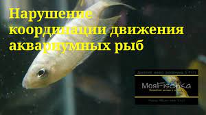 narushenie koordinacii dvizheniya u akvariumnyh ryb malavijskie cihlidy cihlidy ryba
