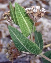 Image result for Asclepias schumanniana
