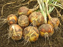 How To Harvest And Store Onions Harvest To Table Onion Bulbs Planting Onions Growing Vegetables
