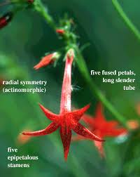 Image result for Polemoniaceae