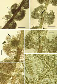 Image result for Anthospermum usambarense