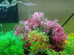 Salt Water Aquarium Design Plastic Aquarium Plant Set Magenta In 2020 Plastic Aquarium Plants Planted Aquarium Fish Tank Decorations