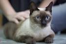List of cat breeds - Wikipedia