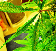 Here is a ready reckoner for cannabis plant and pest problems. Upper Leaves Rust Spots And Crispy Pics Grasscity Forums The 1 Marijuana Community Online