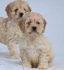 Cockapoos make the perfect family pet and ours are unsurpassed. Cockapoo Puppies For Sale Saginaw Mi 293406 Petzlover